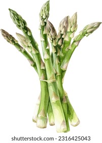 Asparagus hand drawn watercolor painting isolated on white background