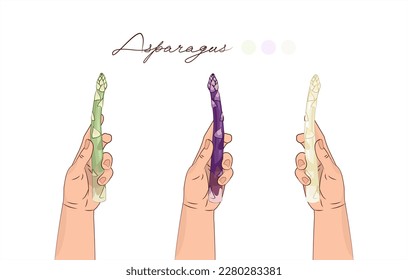 Asparagus. Asparagus in hand. A vegetable in a human hand. Healthy food. Isolated vector illustration white background. White, purple, green vegetables. Set.