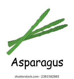 Asparagus illustration flat vector. Vegetables flashcard. Element for kitchen, cooking, super market, healthy lifestyle concept.
