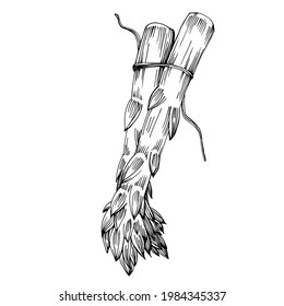 Asparagus isolated hand drawn illustration. Food vegetable engraved style object. Great for menu, label, icon, cover, social post.
