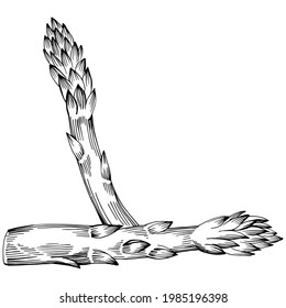 Asparagus isolated hand drawn illustration. Food vegetable engraved style object. Great for menu, label, icon, cover, social post.