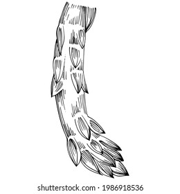 Asparagus isolated hand drawn illustration. Food vegetable engraved style object. Great for menu, label, icon, cover, social post.
