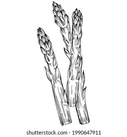 Asparagus isolated hand drawn illustration. Food vegetable engraved style object. Great for menu, label, icon, cover, social post.