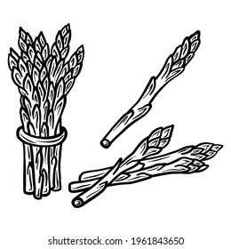 Asparagus isolated on white background. Full Asparagus and slice. Vector hand drawn outline illustration. Ingredient for cooking. Harvest. Farm vegetable.