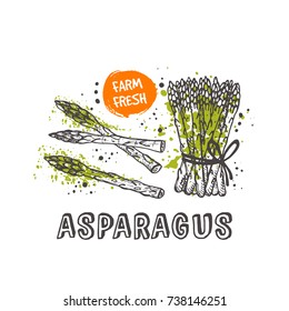 Asparagus isolated set. Hand drawn vector illustration with watercolor splash. Can be used for street festival, farmers market, country fair, shop, menu, cafe, restaurant, poster, banner.
