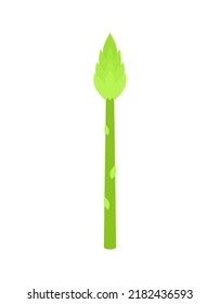 Asparagus isolated. sparrowgrass grass edible Vector illustration