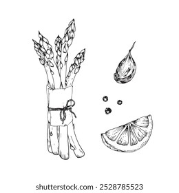 Asparagus, lemon and pepper hand drawn sketch. Illustrations set Ingredients for cooking sparrow grass. For restaurant menu design