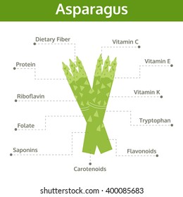 asparagus nutrient of facts and health benefits, info graphic vegetable, food vector