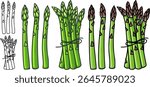 Asparagus (Asparagus officinalis) Monoline Vector Hand-Drawn Illustration Set Isolated 