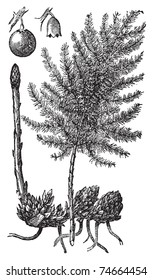 Asparagus or Asparagus officinalis old engraving. Old engraved illustration of asparagus vegetables and plant, isolated against a white background.