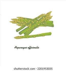 Asparagus officinalis. Vegetable ingredients that facilitate the urinary tract. Vector illustration design