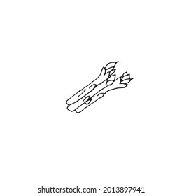 Asparagus on a white background drawn in a vector