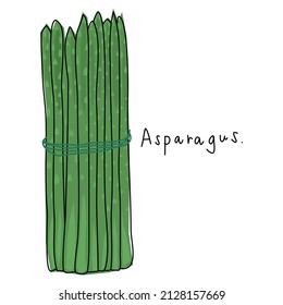 Asparagus on a white background. Hand drawn vegetable vector. Book illustration. Vegetable vector for decoration. Cartoon vegetables.