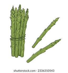 Asparagus-Pflanze Zweig handgezeichnet Vektorgrafik auf isoliertem weißem Hintergrund.Sketch-Stil Sparrowgras-Armbänder. Gesunde gesunde, gesunde Lebensmittel. Design-Element für Beschriftung, Logo, Vorlage, Karte, Druck, Menü