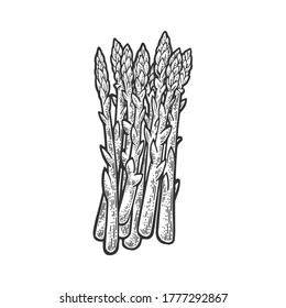 Asparagus plant food sketch engraving vector illustration. T-shirt apparel print design. Scratch board imitation. Black and white hand drawn image.