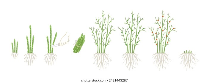 Asparagus plant growth stages. Growing cycle. Harvest progression. Vector illustration.