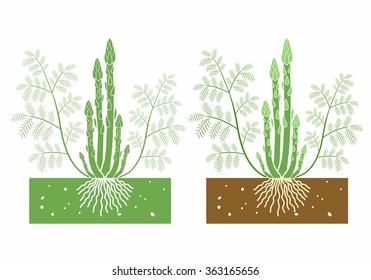 asparagus plant with leaves and shoots