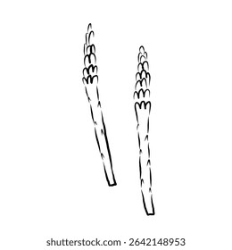 Asparagus plant sketch in ink on isolated background. Logo Sparrow Grasscuttings, herb food ingredient, Grass. Feathery foliage, edible shoots vector illustration. For design, sign, label, card, print
