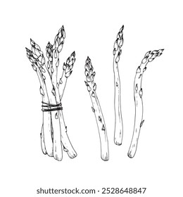 Asparagus set hand drawn vector illustration. Sparrow grass bunch and brunches. Elements for restaurant menu design, food packaging