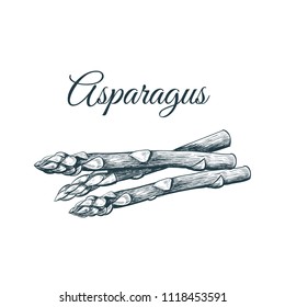 Asparagus sketch hand drawing. Sprigs asparagus vector illustration