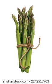 Asparagus spears tied bunch realistic vector illustration