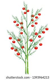 Asparagus sprigs with red berries on a white background.