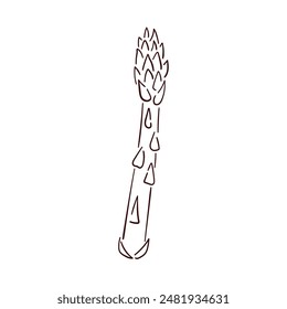 Asparagus sprout icon in line art style. Sparrow grass. Vector illustration isolated on a white background