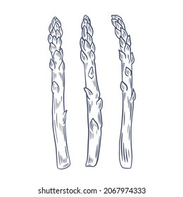 Asparagus brota esbozo dibujado, ilustración vectorial. Alimentos orgánicos cultivados sanos. Cajas de plantas frescas recolectadas.