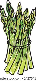 Asparagus stems in tied bunch vector illustration