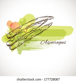 Asparagus stems in tied bunch vector illustration