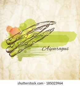 Asparagus stems in tied bunch vector illustration 