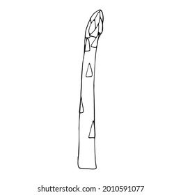 Asparagus-Zweig, Vektorgrafik, handgezeichnete Doodle