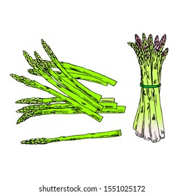 Asparagus vector color set. Line art style.