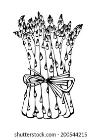 Asparagus vector drawing, hand drawn illustration isolated on white background