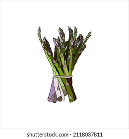 asparagus vector hand drawing illustration isolated on white background, asparagus vegan food vector illustration