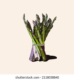 Asparagus Vector Hand Drawing Illustration Isolated On White Background, Asparagus Vegan Food Vector Illustration