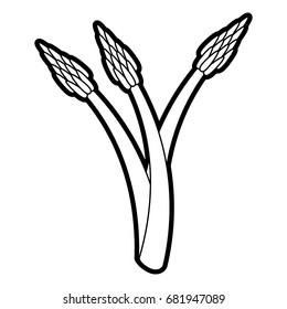 asparagus vector illustration