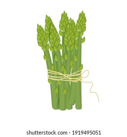 Asparagus vector illustration. Asparagus bunch isolated cartoon flat style on white. Asparagus isolated cartoon style.