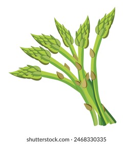 Asparagus vector illustration. Asparagus bunch isolated cartoon flat style on white. Asparagus isolated cartoon style.