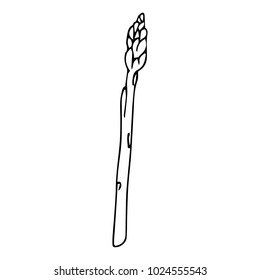 Asparagus vector illustration. Doodle style. Design, print, logo, decor, textile, paper