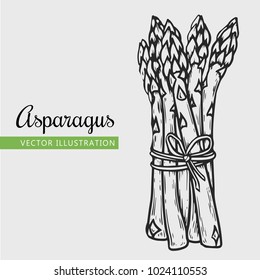 Ilustración vector de espárragos. Grabando verduras. Cebolla de espárragos aislada. Platos vegetarianos detallados. Producto del mercado agrícola.