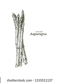 Asparagus vector illustration. Engraving vegatable. Asparagus onion isolated. Detailed vegetarian food. Farm market product.