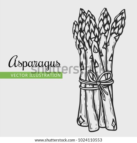 Asparagus vector illustration. Engraving vegatable. Asparagus onion isolated. Detailed vegetarian food. Farm market product.