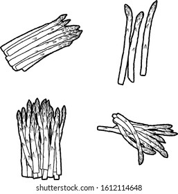 Asparagus Vector Illustration Hand Drawn Vegetable Cartoon Art