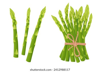 Asparagus vector illustration. isolated on white background. Vector eps 10. perfect for wallpaper or design elements