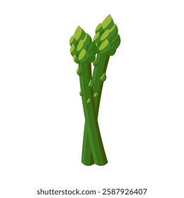 Asparagus vector illustration. isolated on white background. Vector eps 10. perfect for wallpaper or design elements