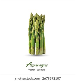 Asparagus Vector Asparagus realistic vector art