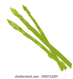 Asparagus vector stock illustration. Green vegetables close-up. Isolated on a white background.