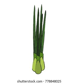 asparagus vegetable food