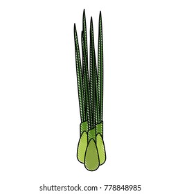 asparagus vegetable food